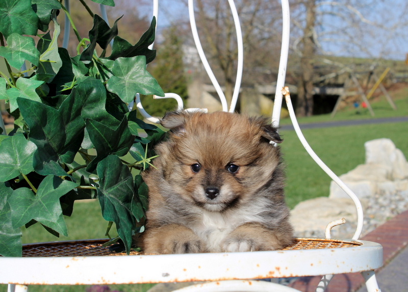 Matthew B. Stoltzfus Dog Breeder Available Puppies